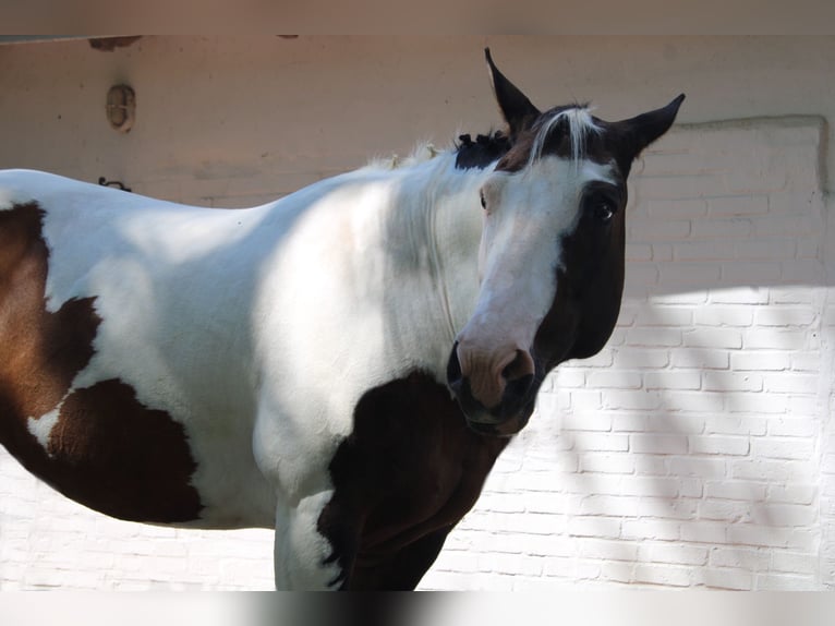 Paint Horse Jument 19 Ans 158 cm Tobiano-toutes couleurs in Tönning