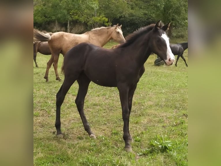 Paint Horse Croisé Jument 1 Année 140 cm Overo-toutes couleurs in Zaldibar