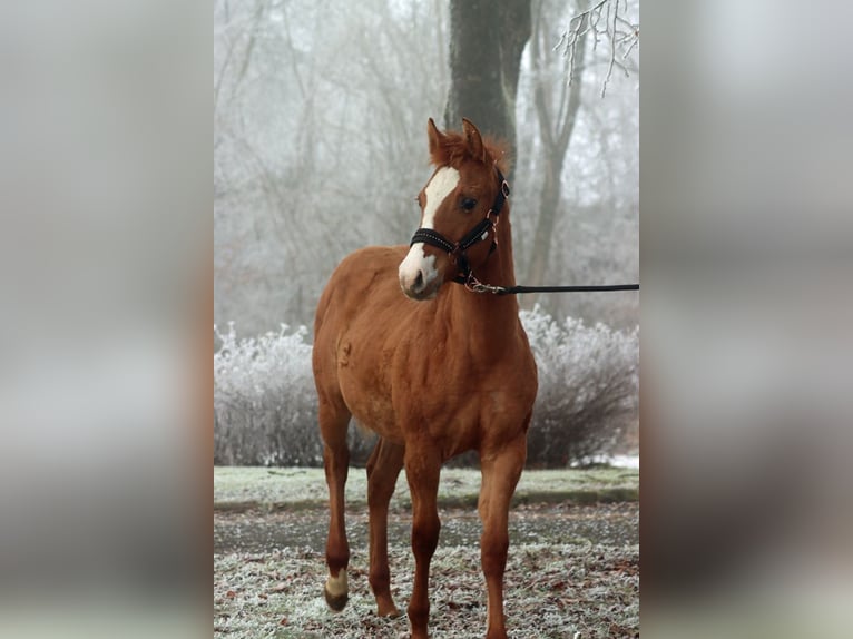 Paint Horse Jument 1 Année 150 cm Alezan dun in Hellenthal