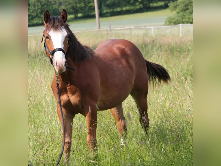 Paint Horse Jument 1 Année 150 cm Bai in Neukirch/Lausitz