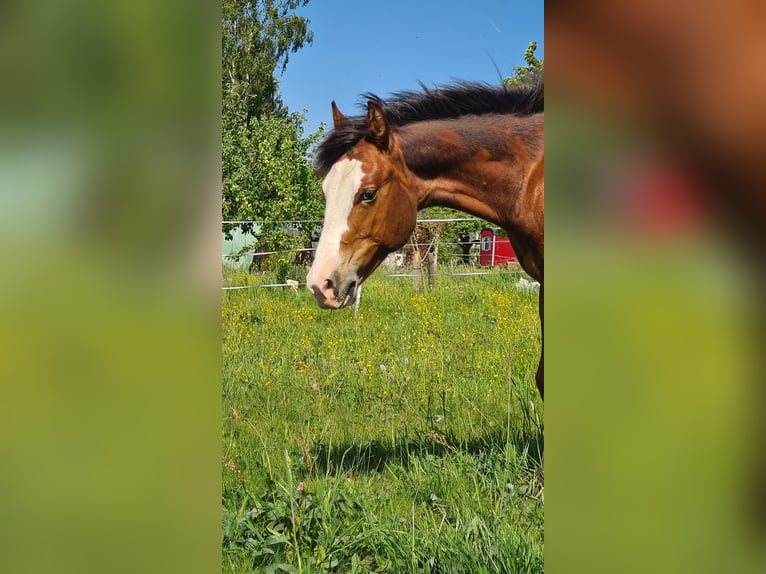 Paint Horse Jument 1 Année 150 cm Bai in Neukirch/Lausitz