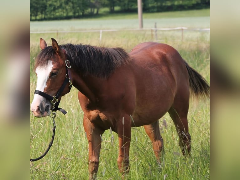 Paint Horse Jument 1 Année 150 cm Bai in Neukirch/Lausitz