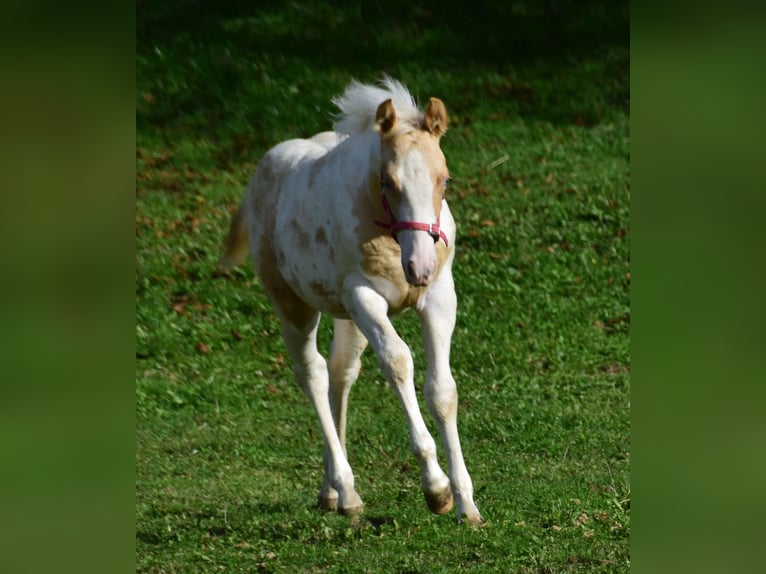 Paint Horse Jument 1 Année 150 cm Champagne in Buchbach