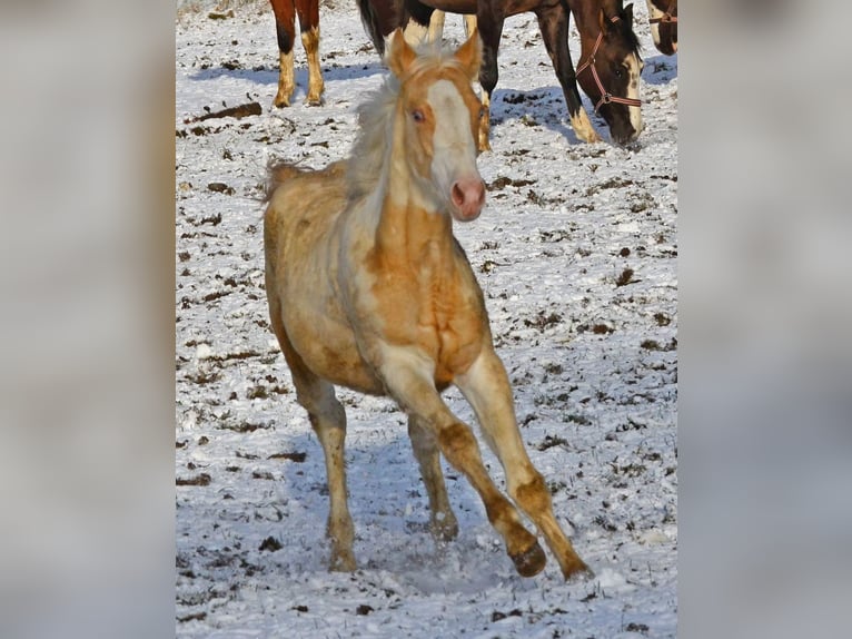 Paint Horse Jument 1 Année 150 cm Champagne in Buchbach