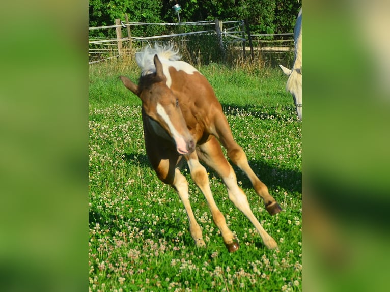 Paint Horse Jument 1 Année 150 cm Champagne in Buchbach