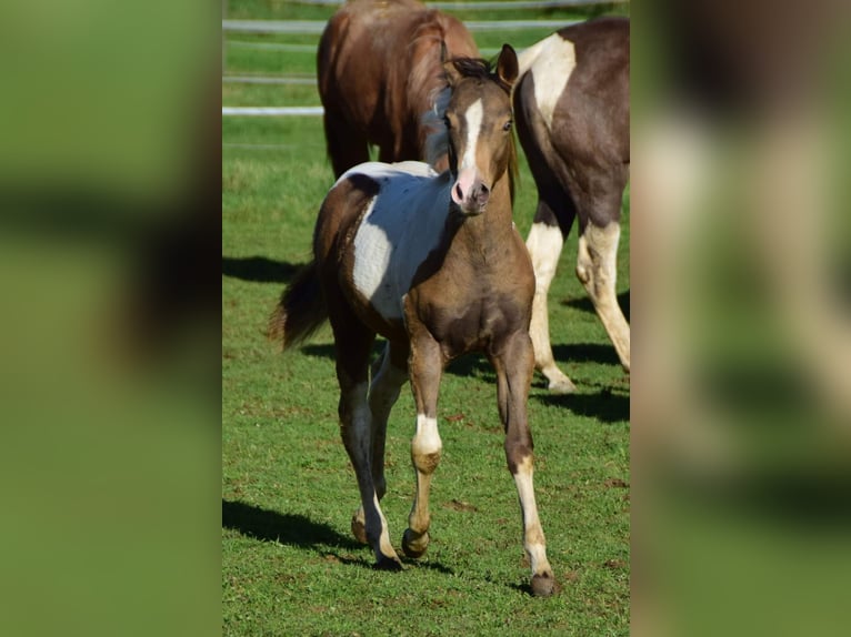 Paint Horse Jument 1 Année 150 cm Champagne in Buchbach