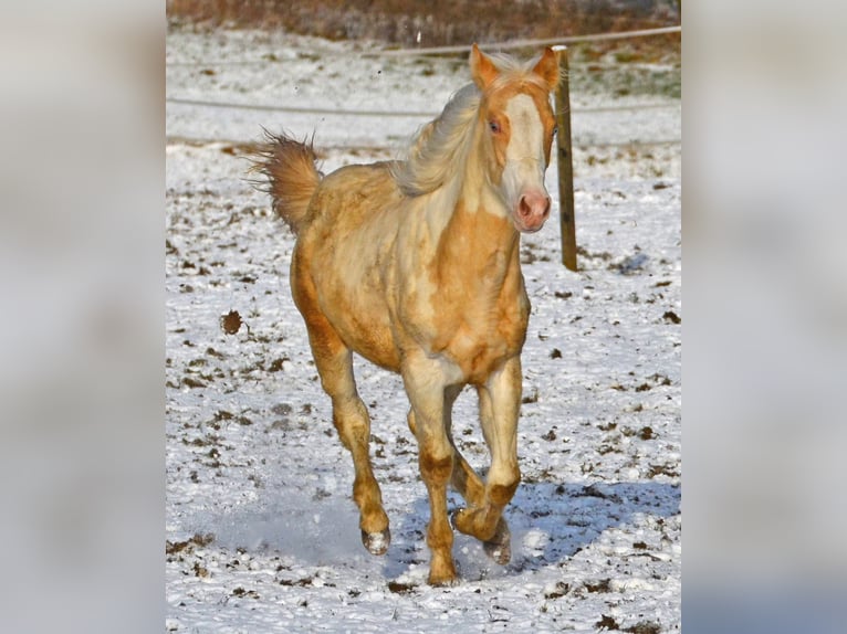 Paint Horse Jument 1 Année 150 cm Champagne in Buchbach