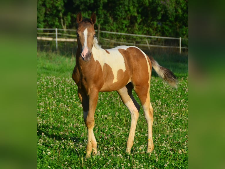 Paint Horse Jument 1 Année 150 cm Champagne in Buchbach