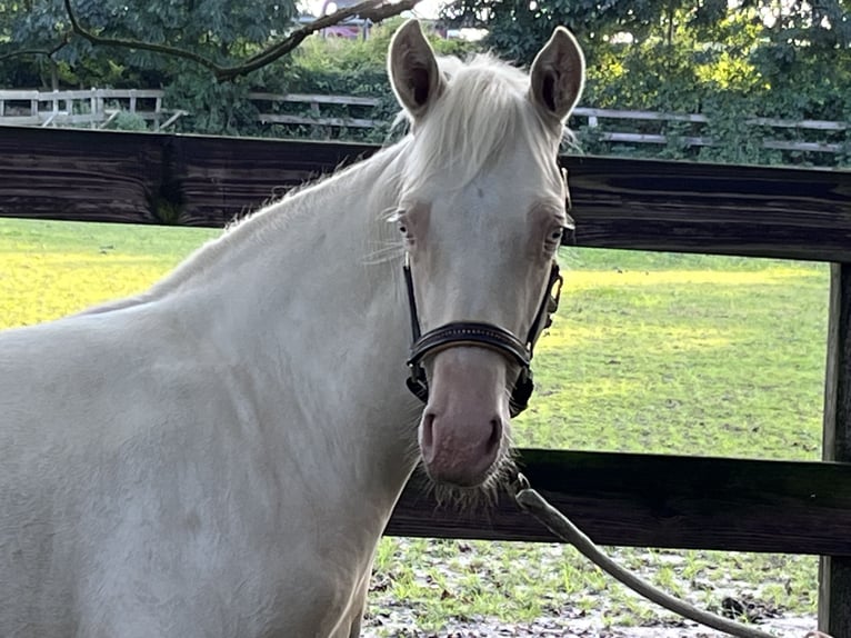 Paint Horse Jument 1 Année 150 cm Cremello in Dinslaken