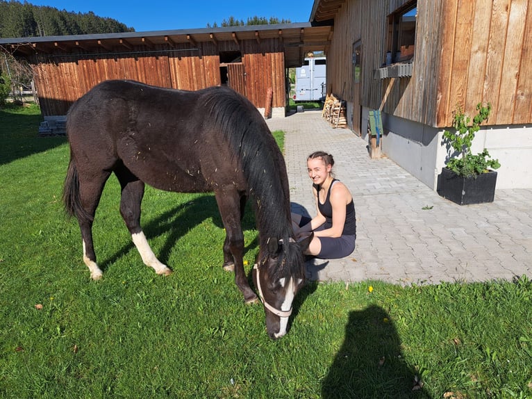 Paint Horse Croisé Jument 1 Année 150 cm Noir in Oberkappel