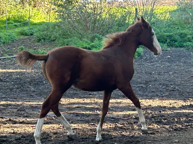 Paint Horse Jument 1 Année 150 cm Overo-toutes couleurs in Steinebrunn