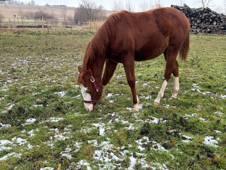 Paint Horse Jument 1 Année 150 cm Overo-toutes couleurs in Steinebrunn