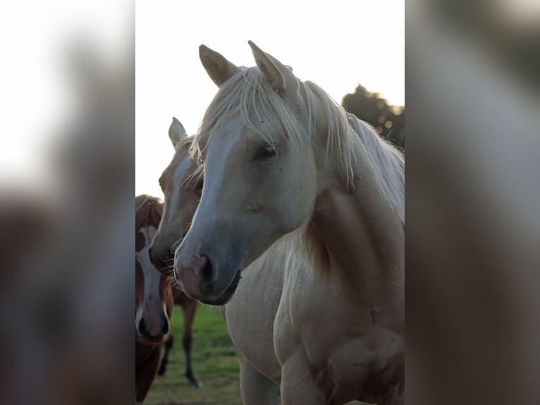 Paint Horse Jument 1 Année 150 cm Palomino in Hellenthal