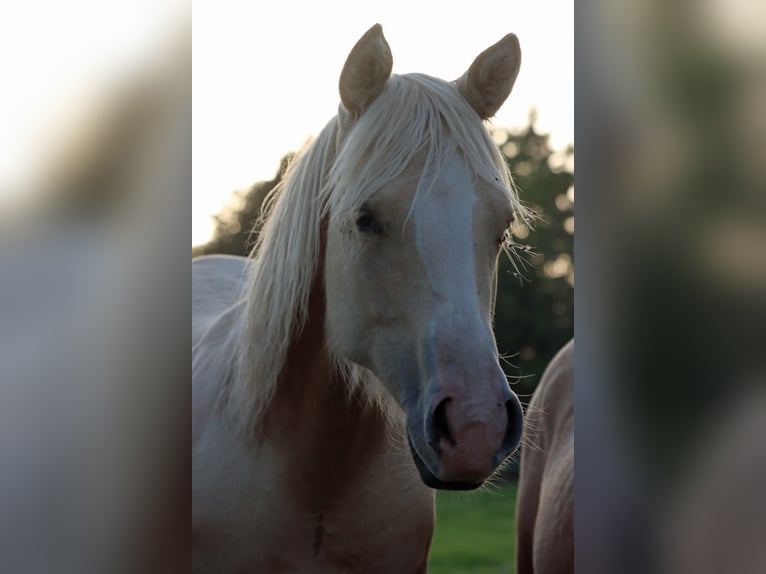 Paint Horse Jument 1 Année 150 cm Palomino in Hellenthal