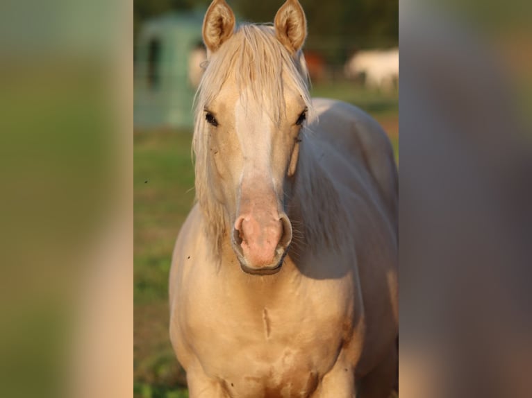 Paint Horse Jument 1 Année 150 cm Palomino in Hellenthal
