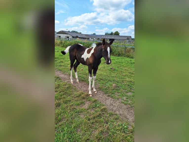 Paint Horse Croisé Jument 1 Année 150 cm Tobiano-toutes couleurs in Gavere