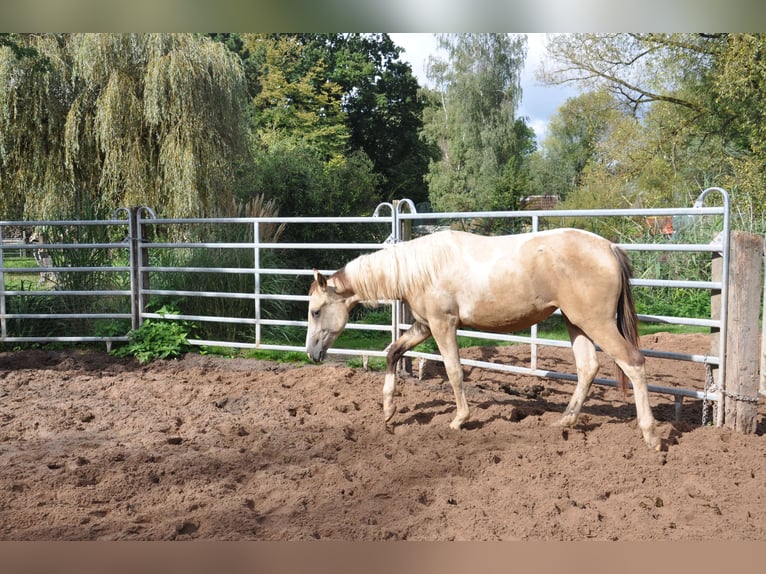 Paint Horse Jument 1 Année 150 cm Tobiano-toutes couleurs in Bückeburg Evesen