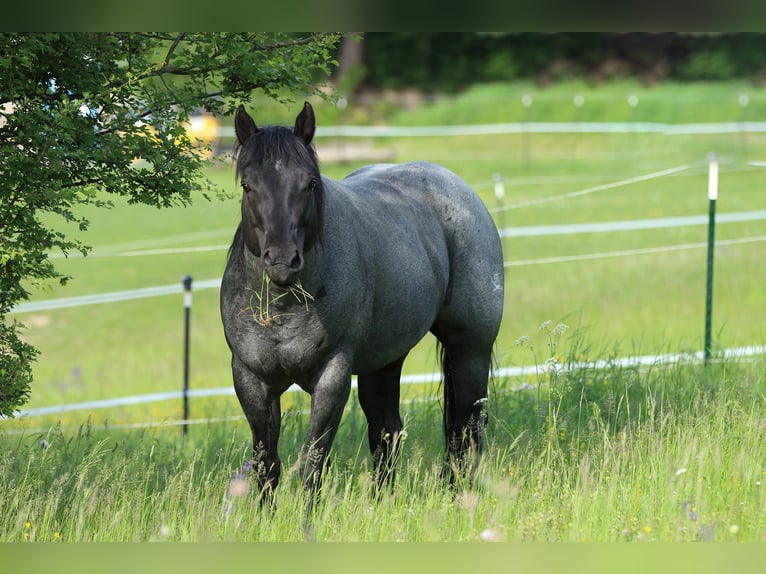 Paint Horse Jument 1 Année 151 cm Overo-toutes couleurs in Bebra