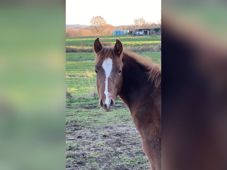 Paint Horse Jument 1 Année 154 cm Alezan in Högsdorf