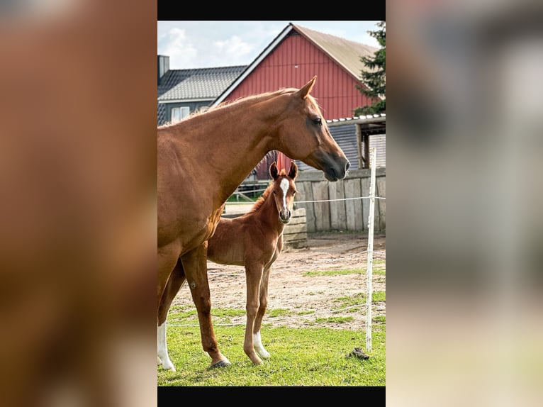 Paint Horse Jument 1 Année 154 cm Alezan in Högsdorf