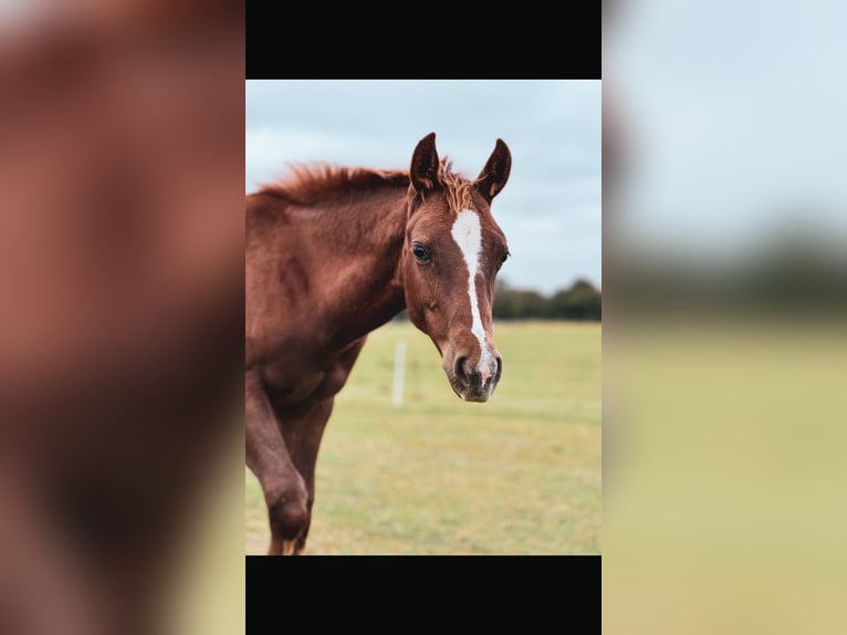 Paint Horse Jument 1 Année 154 cm Alezan in Högsdorf