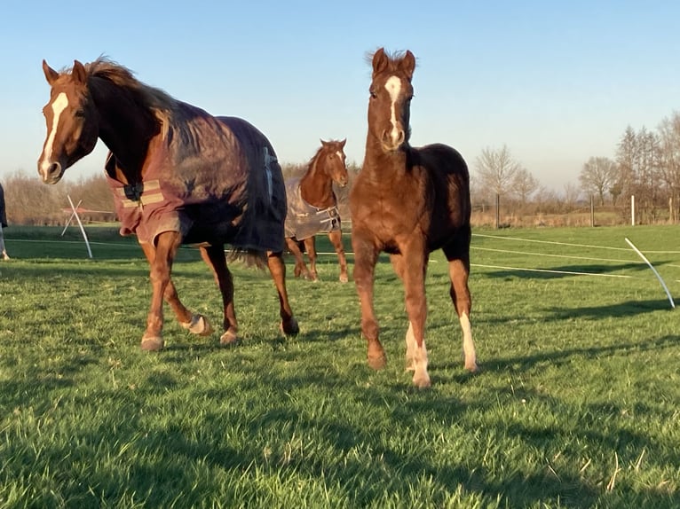 Paint Horse Jument 1 Année 154 cm Alezan in Högsdorf