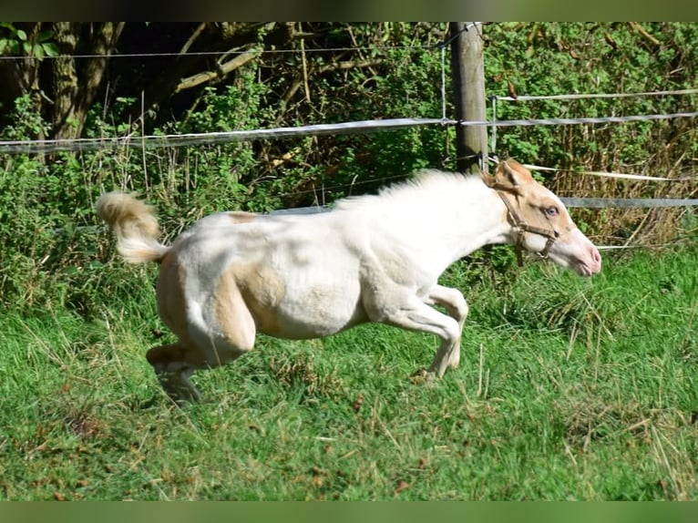 Paint Horse Jument 1 Année 154 cm Pinto in Buchbach