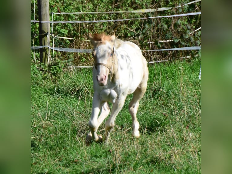 Paint Horse Jument 1 Année 154 cm Pinto in Buchbach