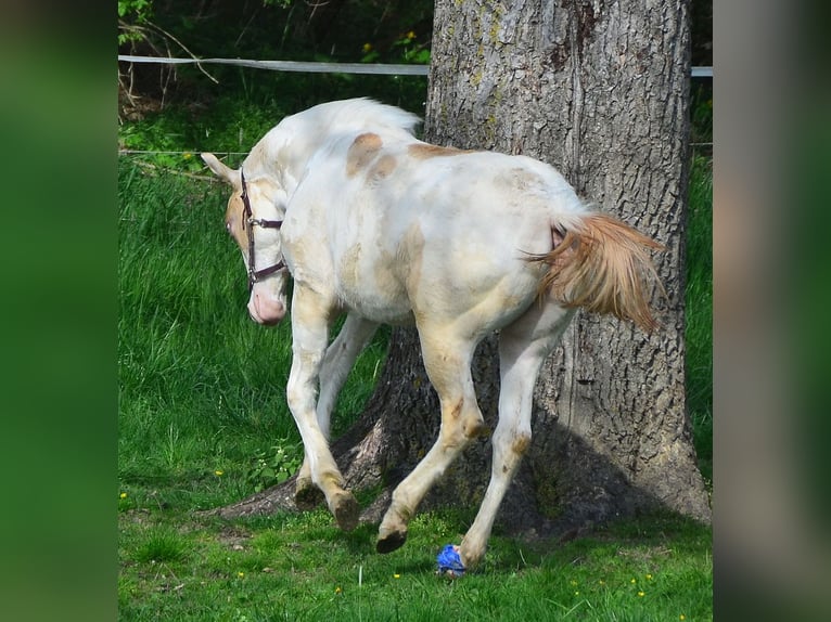 Paint Horse Jument 1 Année 155 cm Champagne in Buchbach