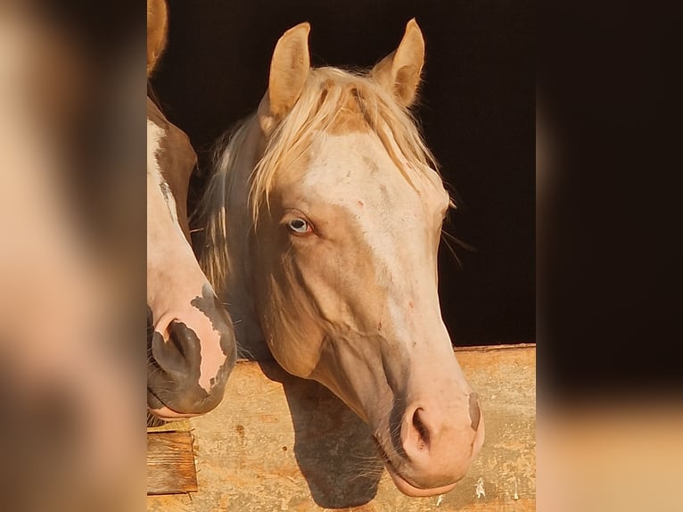 Paint Horse Jument 1 Année 155 cm Champagne in Buchbach