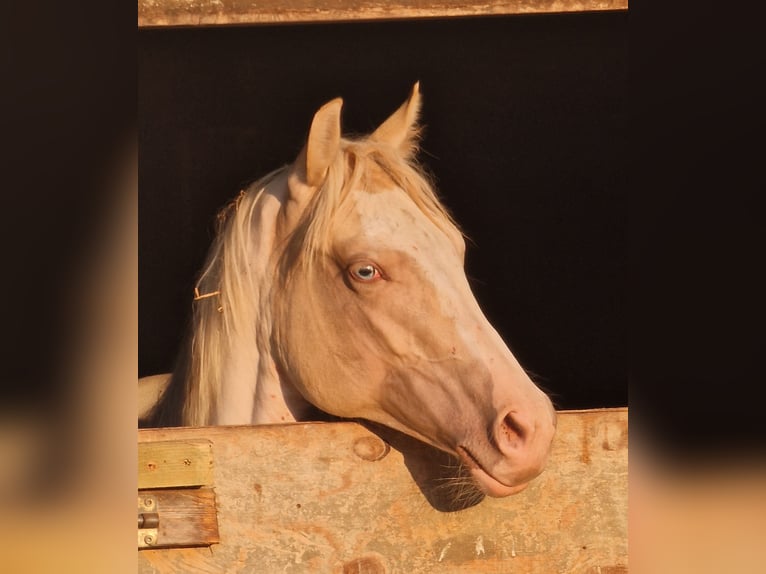 Paint Horse Jument 1 Année 155 cm Champagne in Buchbach