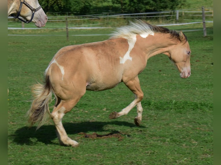 Paint Horse Jument 1 Année 155 cm Champagne in Buchbach