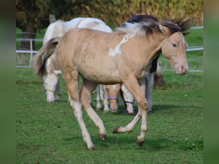 Paint Horse Jument 1 Année 155 cm Champagne in Buchbach