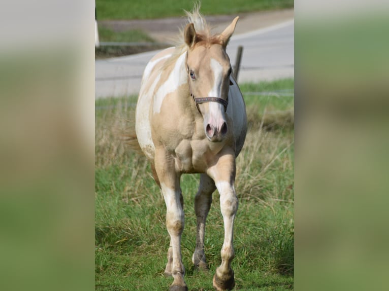 Paint Horse Jument 1 Année 155 cm Pinto in Buchbach