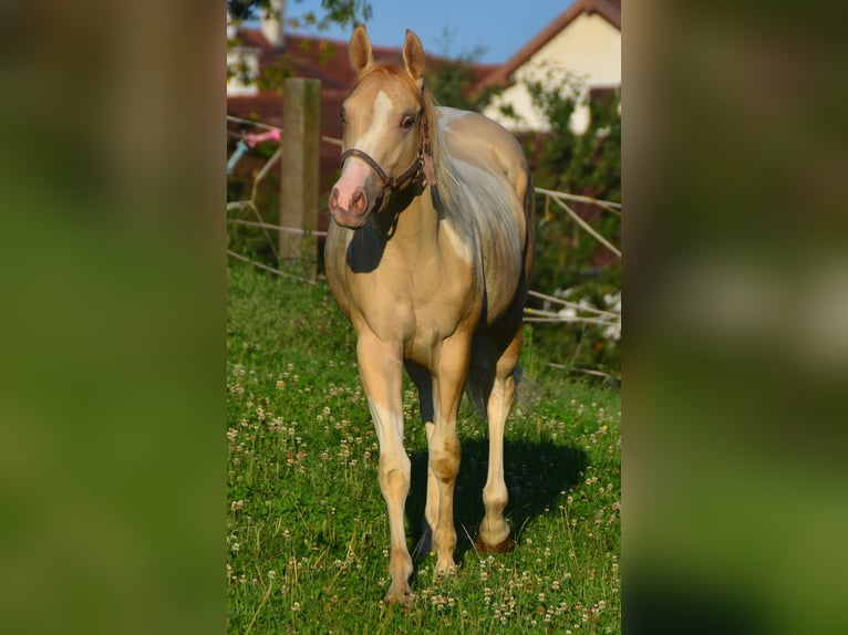 Paint Horse Jument 1 Année 155 cm Pinto in Buchbach