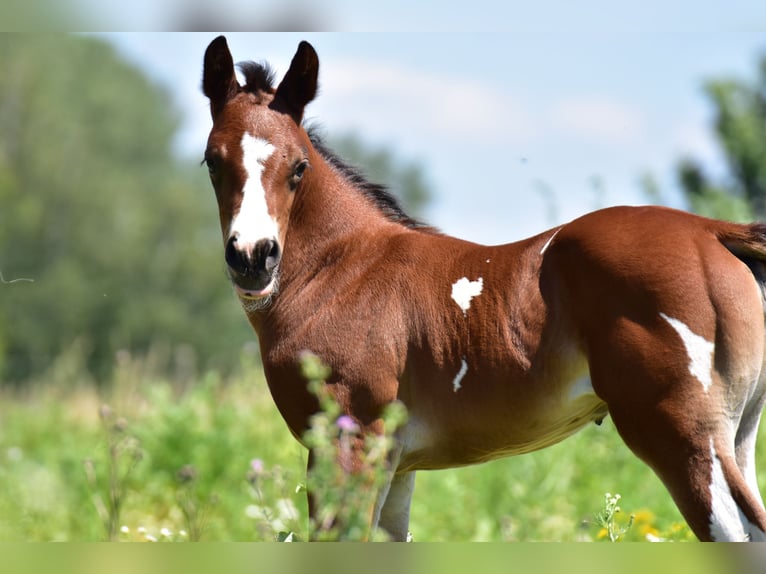 Paint Horse Jument 1 Année 155 cm Tobiano-toutes couleurs in Groitzsch