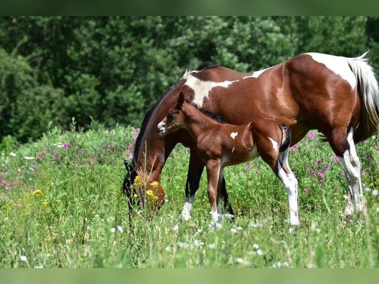 Paint Horse Jument 1 Année 155 cm Tobiano-toutes couleurs in Groitzsch