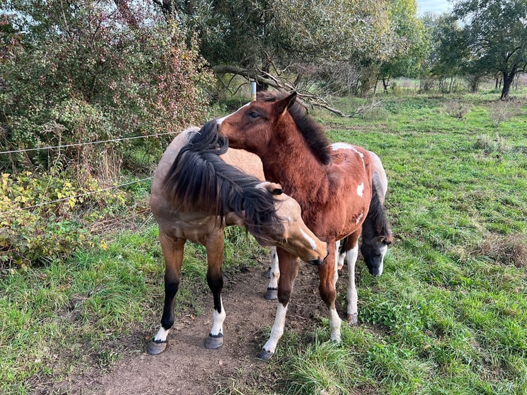 Paint Horse Jument 1 Année 155 cm Tobiano-toutes couleurs in Groitzsch