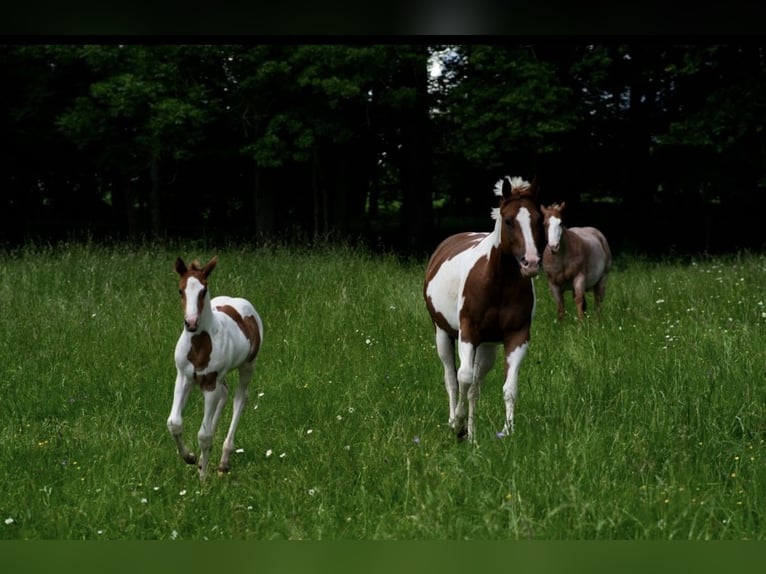 Paint Horse Jument 1 Année Overo-toutes couleurs in Schrozberg