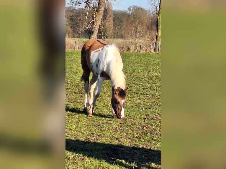 Paint Horse Jument 1 Année Tobiano-toutes couleurs in Gavere