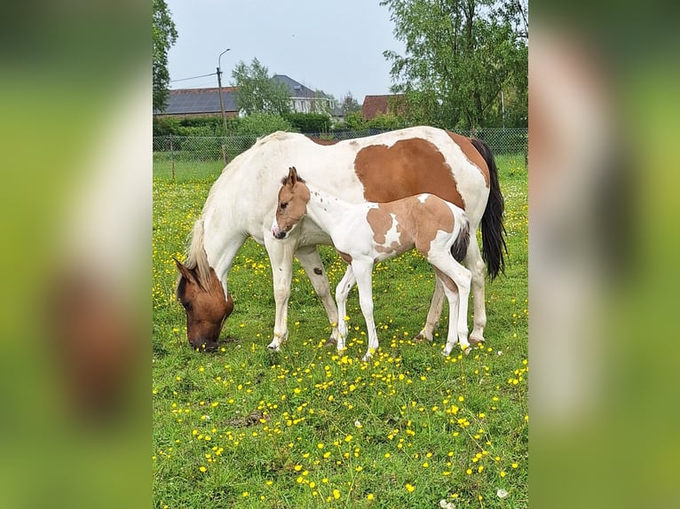 Paint Horse Jument 1 Année Tobiano-toutes couleurs in Gavere