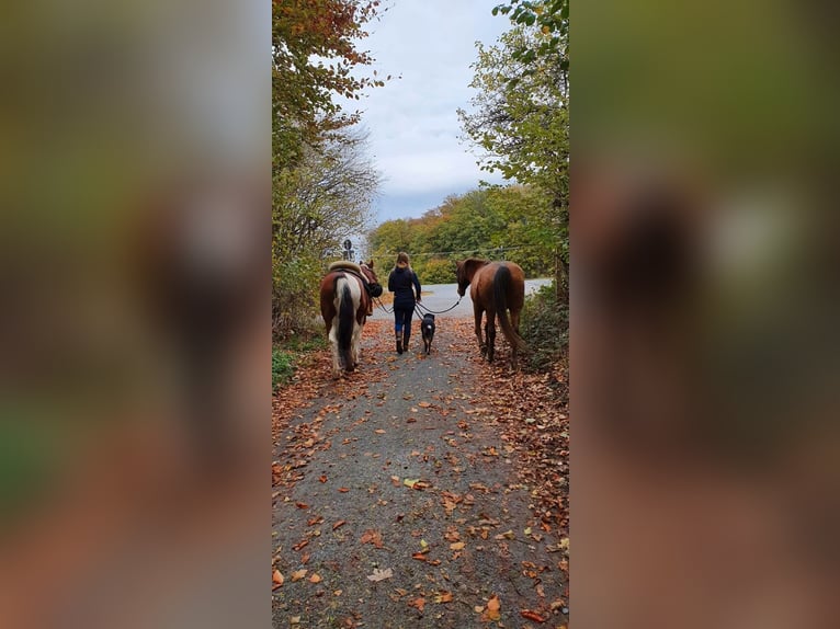 Paint Horse Croisé Jument 22 Ans 148 cm Pinto in Modautal