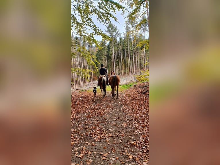 Paint Horse Croisé Jument 22 Ans 148 cm Pinto in Modautal