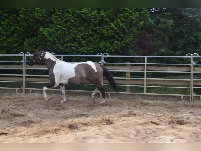 Paint Horse Jument 2 Ans 142 cm Grullo in Ahorn