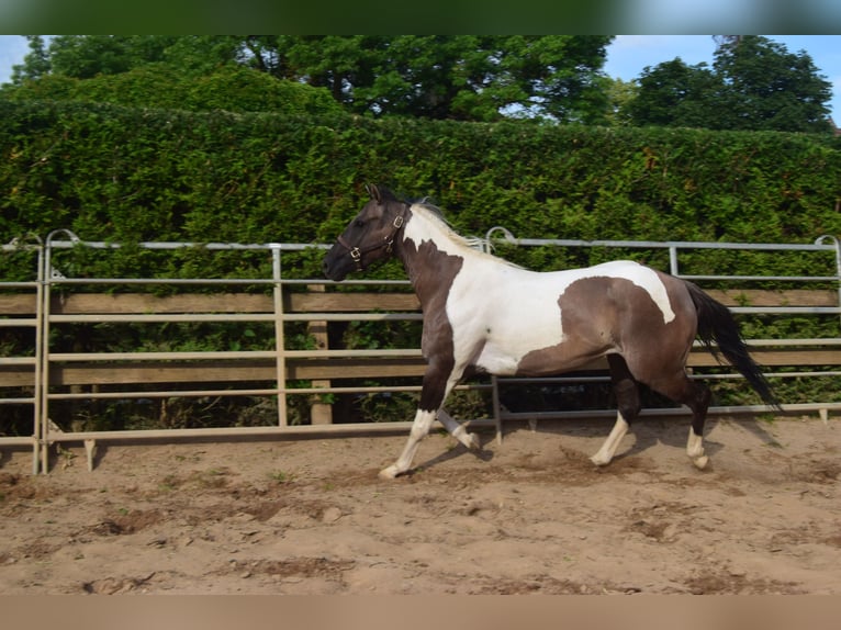 Paint Horse Jument 2 Ans 142 cm Grullo in Ahorn