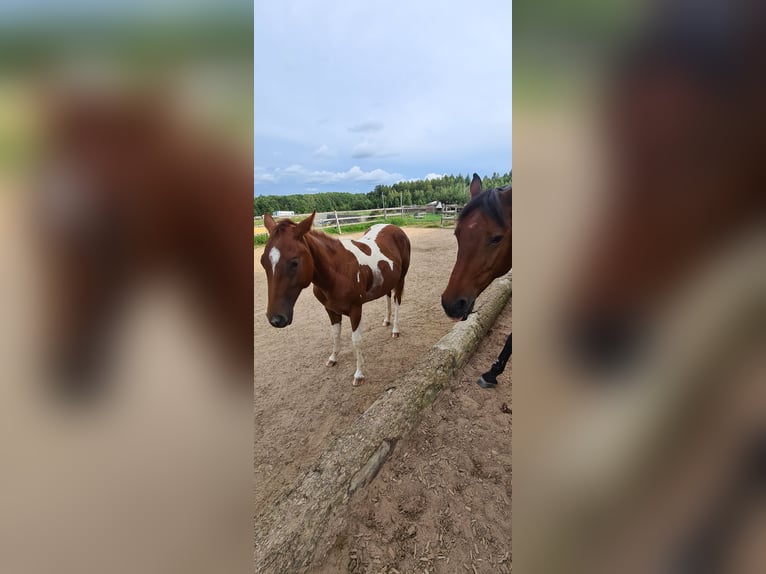 Paint Horse Jument 2 Ans 147 cm Tobiano-toutes couleurs in Heinzenbach