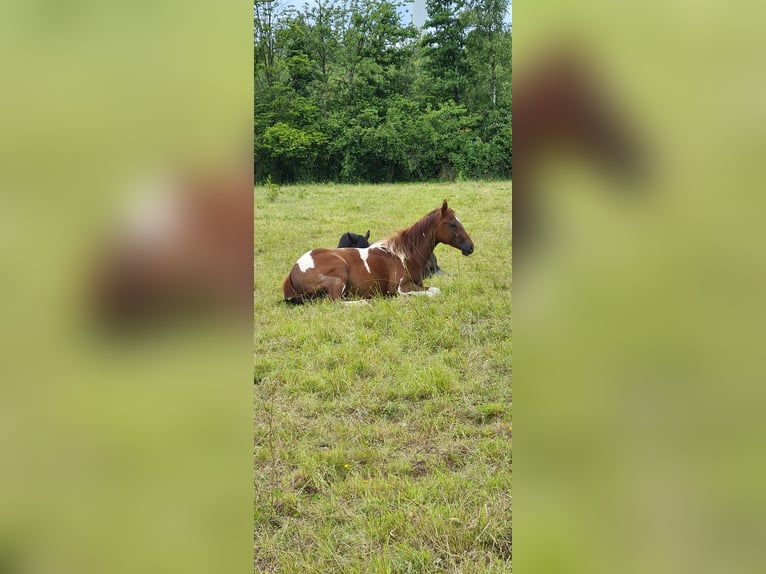 Paint Horse Jument 2 Ans 147 cm Tobiano-toutes couleurs in Heinzenbach