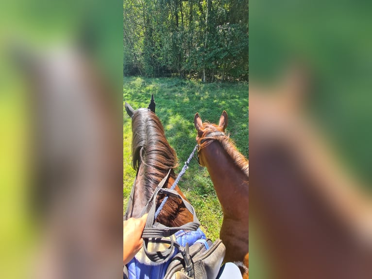 Paint Horse Jument 2 Ans 147 cm Tobiano-toutes couleurs in Heinzenbach