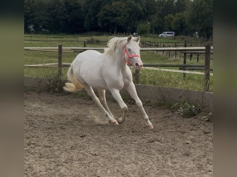 Paint Horse Jument 2 Ans 148 cm Overo-toutes couleurs in Essen