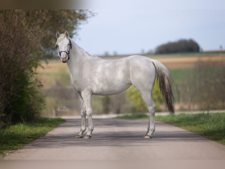 Paint Horse Jument 2 Ans 148 cm Overo-toutes couleurs in Essen